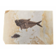 Huge diplomystus Dentatus and Cockerellites liops