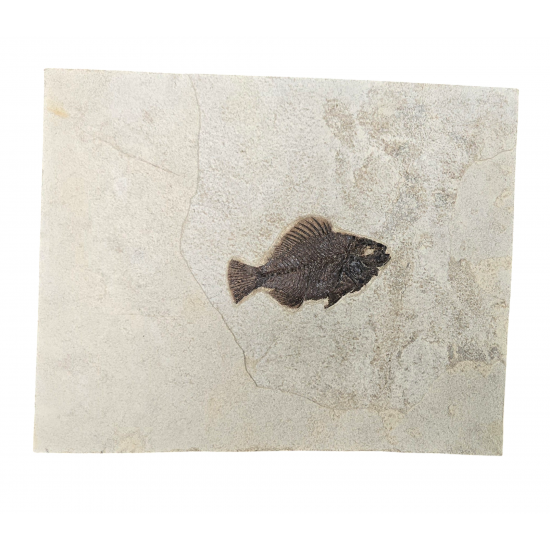 Cockerellites Liops