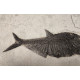 Diplomystus Dentatus 