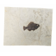 Cockerellites Liops