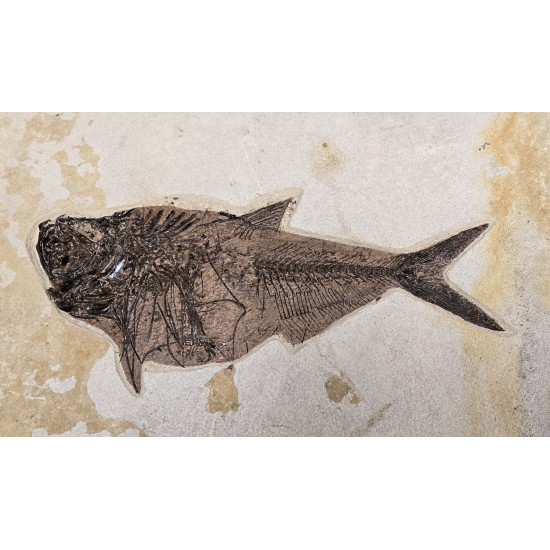 Huge diplomystus Dentatus and Cockerellites liops