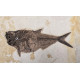 Huge diplomystus Dentatus and Cockerellites liops