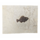 Cockerellites Liops