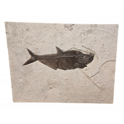 Grand diplomystus dentatus 