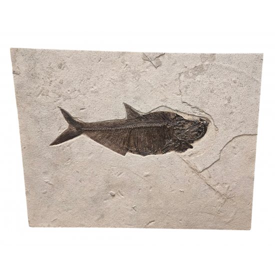 Diplomystus Dentatus 