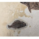 Huge diplomystus Dentatus and Cockerellites liops