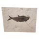 Diplomystus Dentatus 