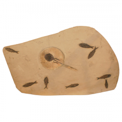 Heliobatis radians + knightia eocena