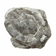 bothriolepis canadensis 