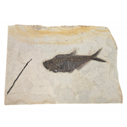 Grand diplomystus dentatus et plante