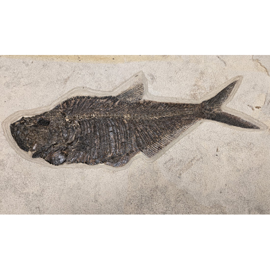 Huge diplomystus Dentatus and Plant