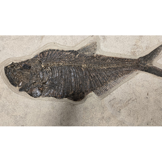 Huge diplomystus Dentatus and Plant