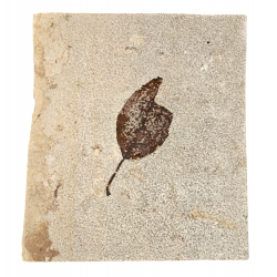 Allophylus flexifolia