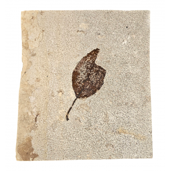 Allophylus flexifolia