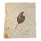 Allophylus flexifolia