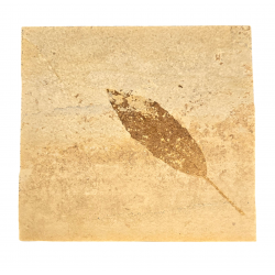 Allophylus flexifolia