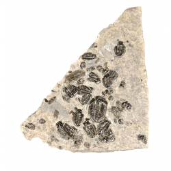 Elrathia kingii, asaphiscus wheeleri
