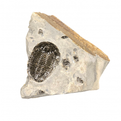 Elrathia kingii