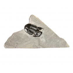 Asaphiscus wheeleri 