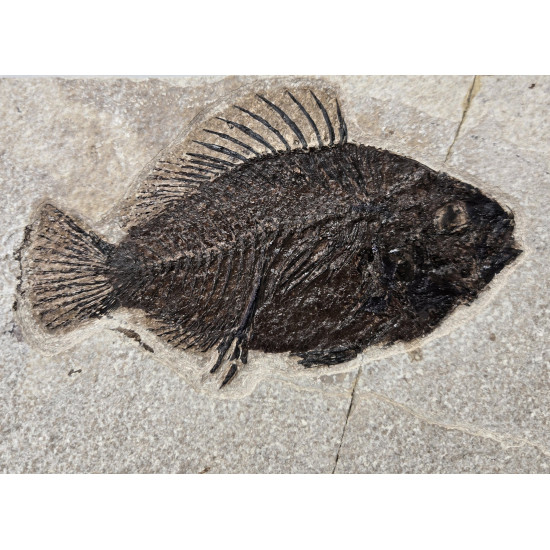 Cockerellites Liops