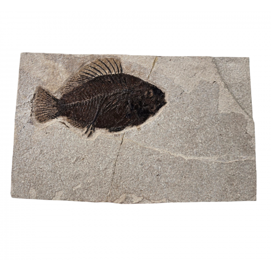 Cockerellites Liops