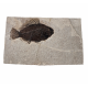 Cockerellites Liops