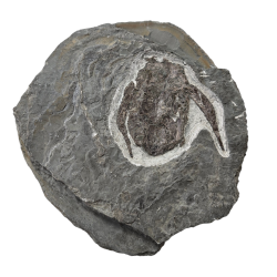 bothriolepis canadensis 