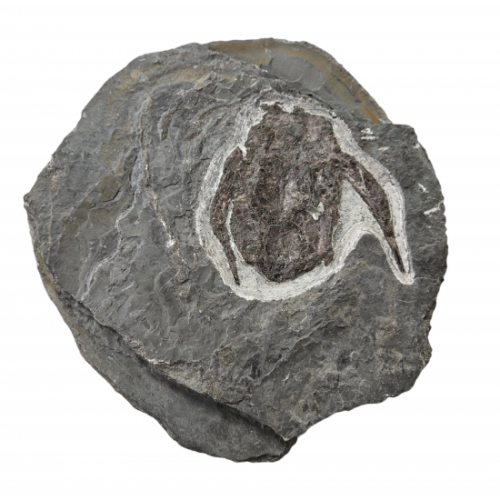 bothriolepis canadensis 