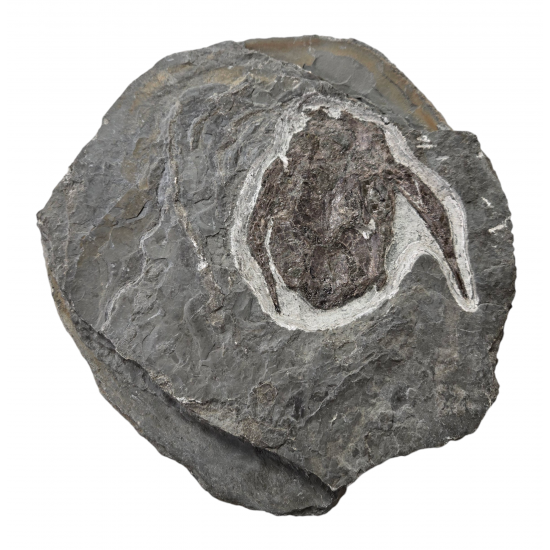 bothriolepis canadensis 