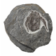bothriolepis canadensis 