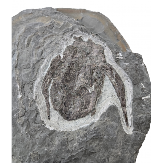 bothriolepis canadensis 