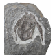 bothriolepis canadensis 
