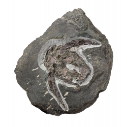 bothriolepis canadensis 