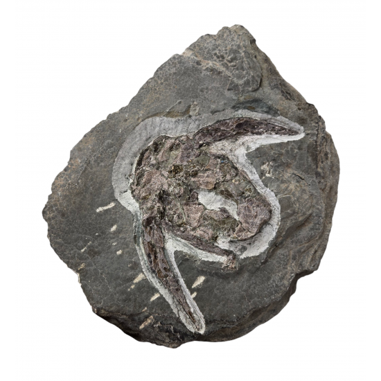 bothriolepis canadensis 