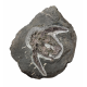 bothriolepis canadensis 