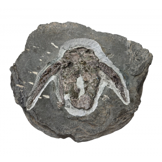 bothriolepis canadensis 