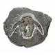 bothriolepis canadensis 