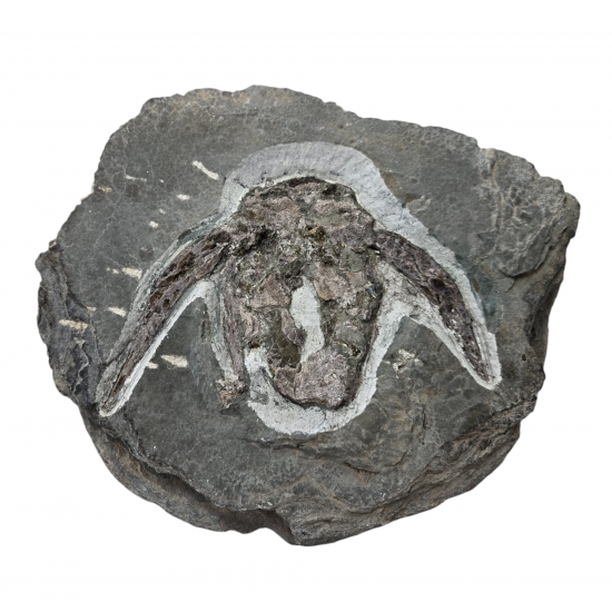 bothriolepis canadensis 