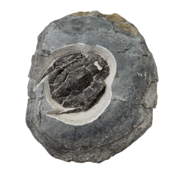 bothriolepis canadensis 