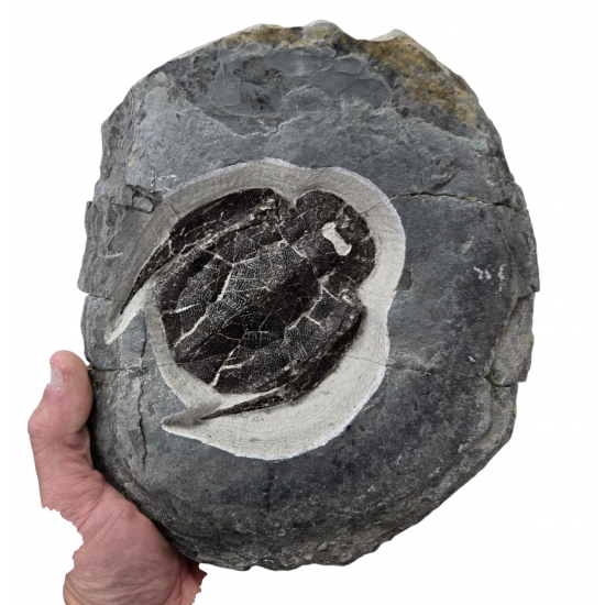bothriolepis canadensis 