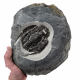 bothriolepis canadensis 