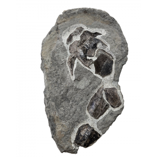 bothriolepis canadensis 