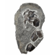 bothriolepis canadensis 