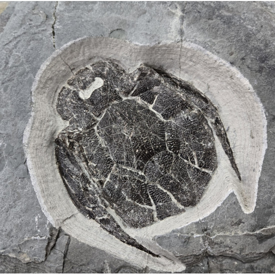 bothriolepis canadensis 