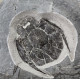bothriolepis canadensis 