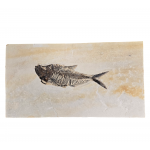 diplomystus dentatus