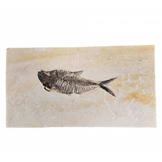 diplomystus dentatus
