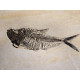 diplomystus dentatus