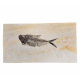diplomystus dentatus