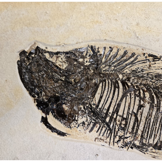 diplomystus dentatus